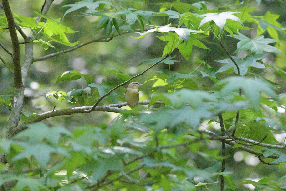 Worm-eating Warbler - Larisa Prezioso