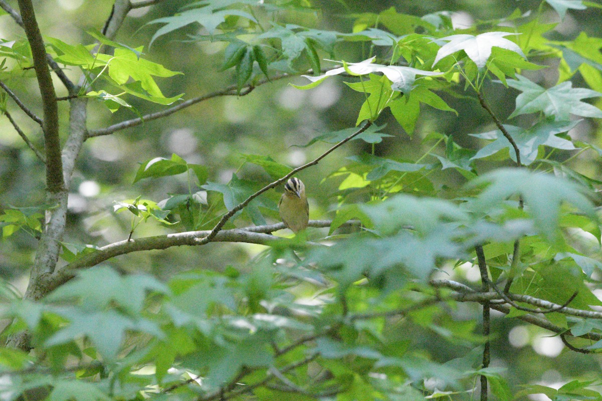 Worm-eating Warbler - Larisa Prezioso