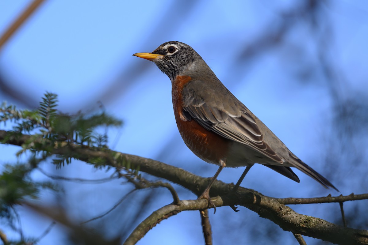 American Robin - Stephen Davies