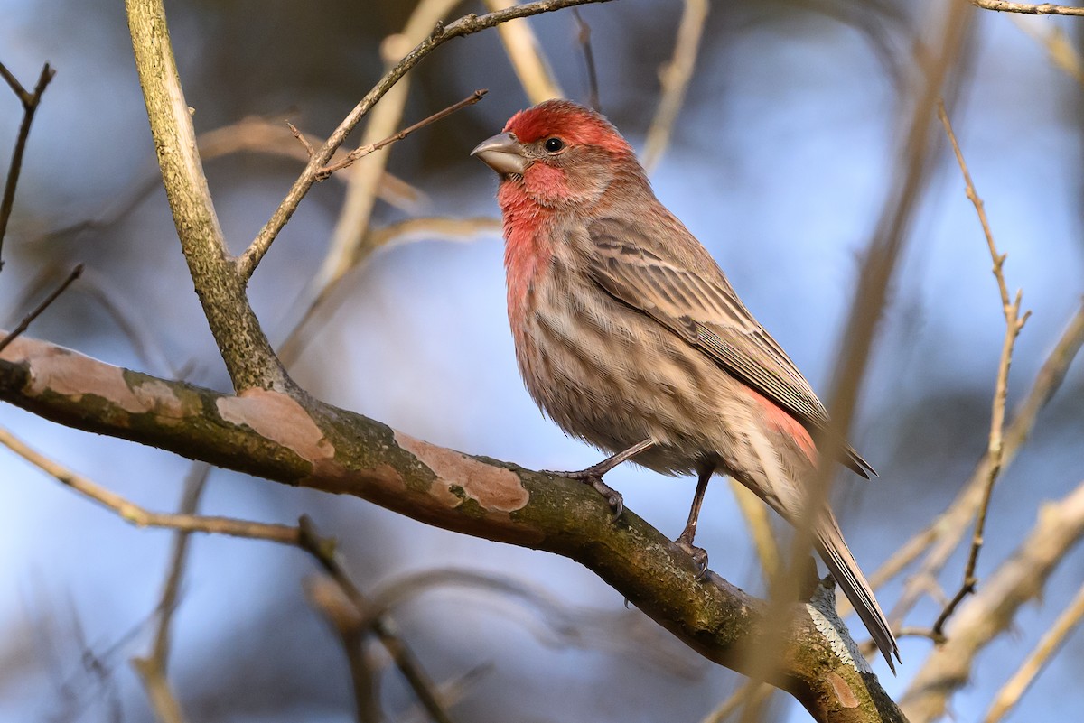 House Finch - Stephen Davies