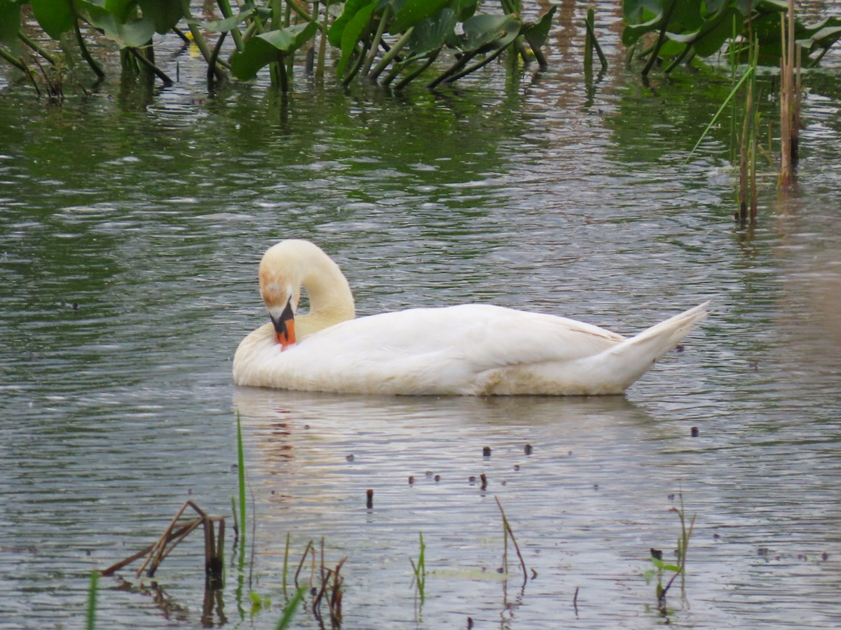 Mute Swan - Jack Pauw