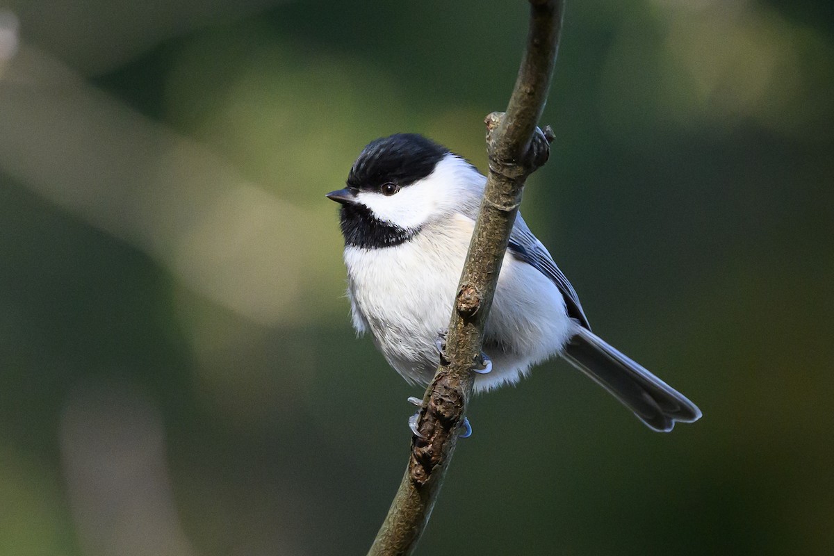 Carolina Chickadee - Stephen Davies