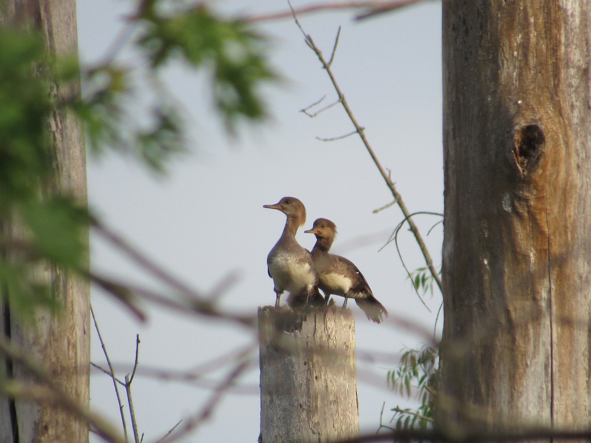 Hooded Merganser - Lisa Reid