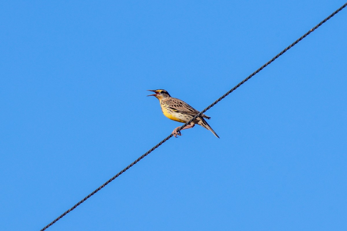 Western Meadowlark - ML619496295