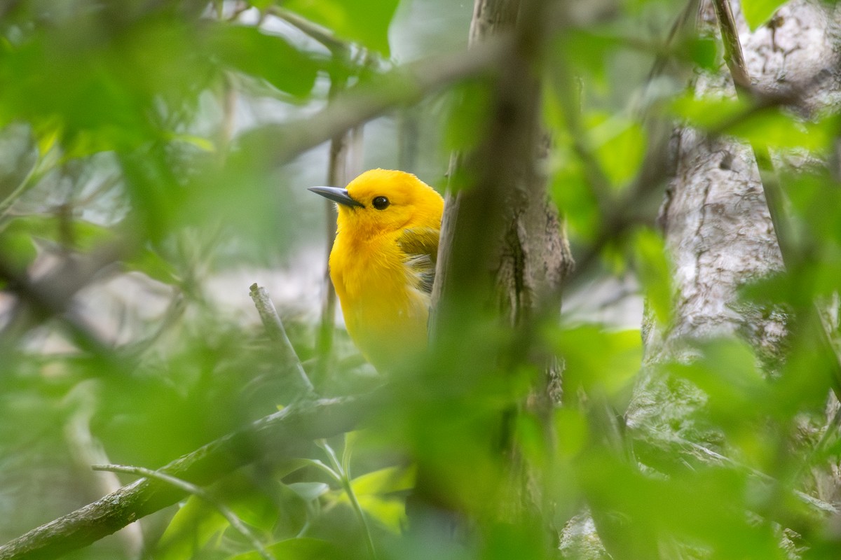 Prothonotary Warbler - Cody Limber