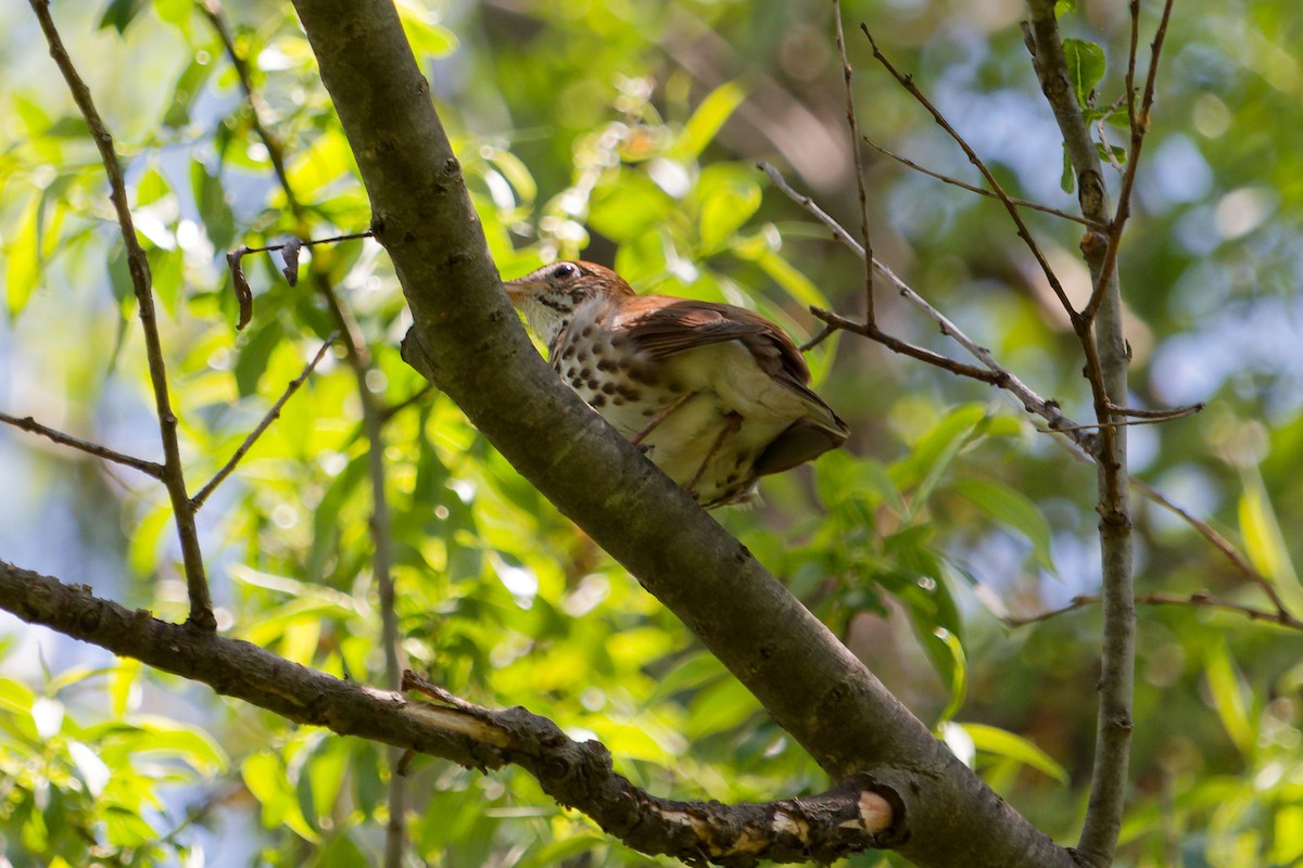 Wood Thrush - ML619496301