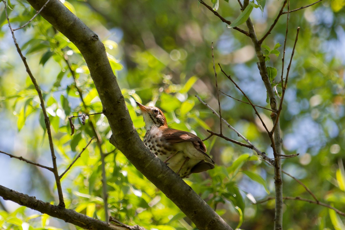 Wood Thrush - Tim Endlein