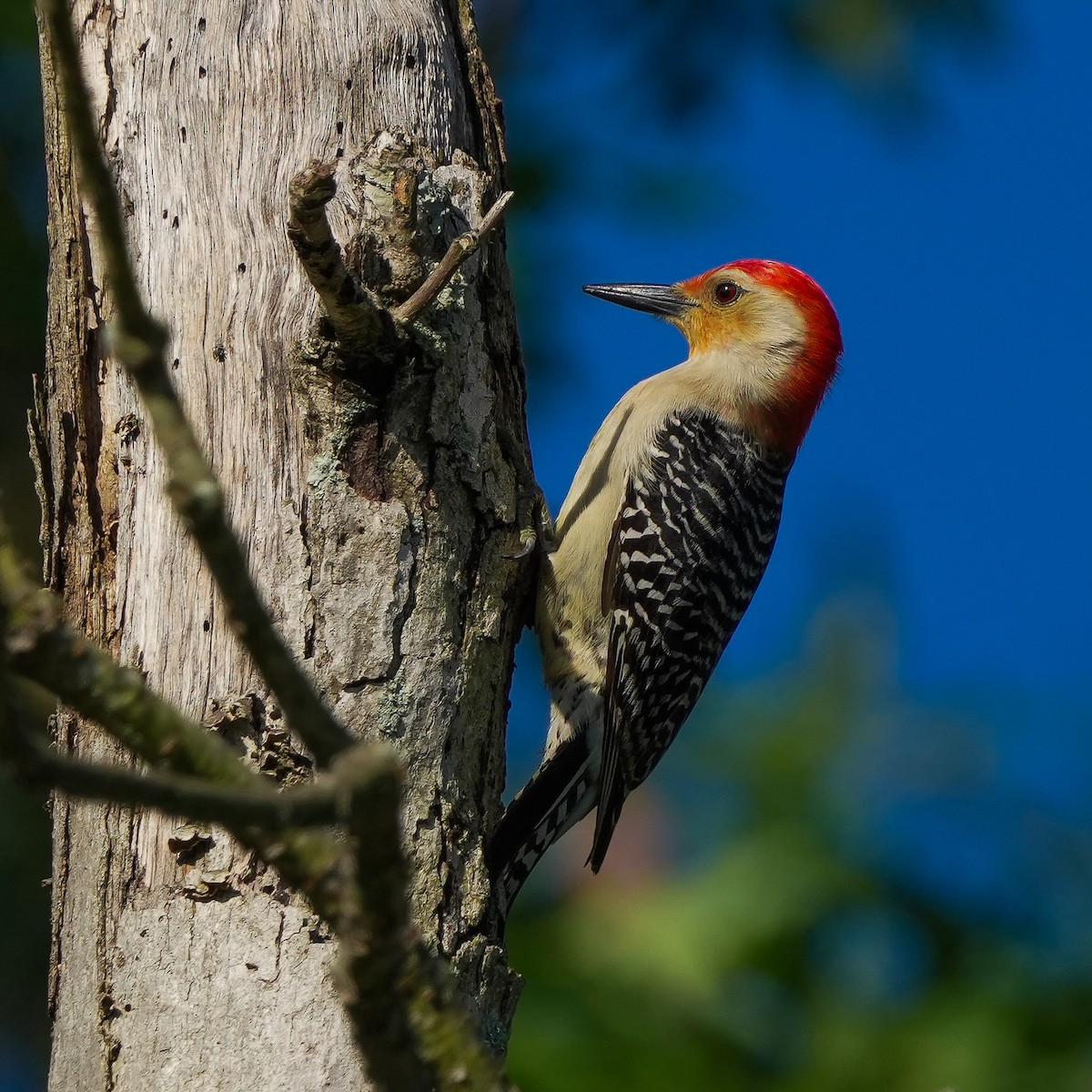 Red-bellied Woodpecker - TJ Byrd