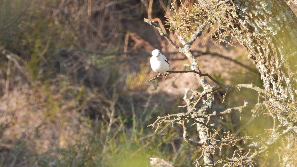 White Monjita - Hugo Valderrey