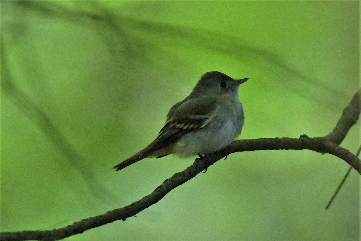 Acadian Flycatcher - Mark Miller