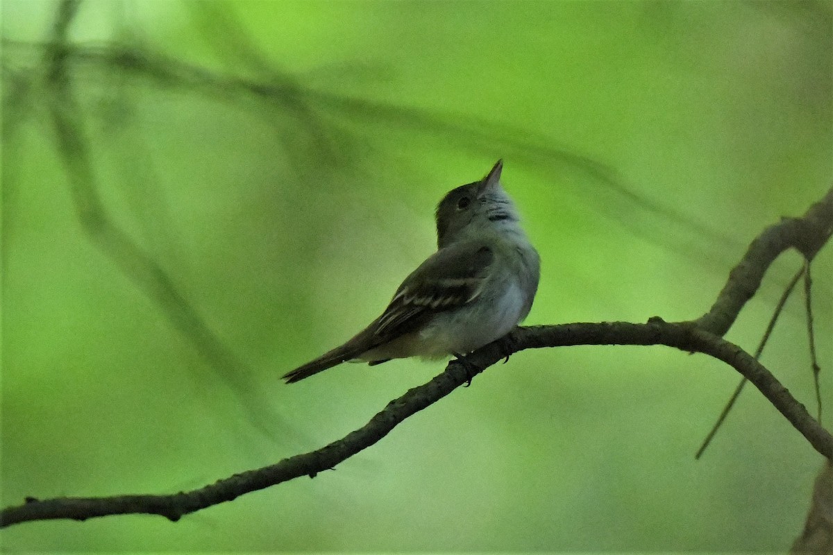 Acadian Flycatcher - Mark Miller