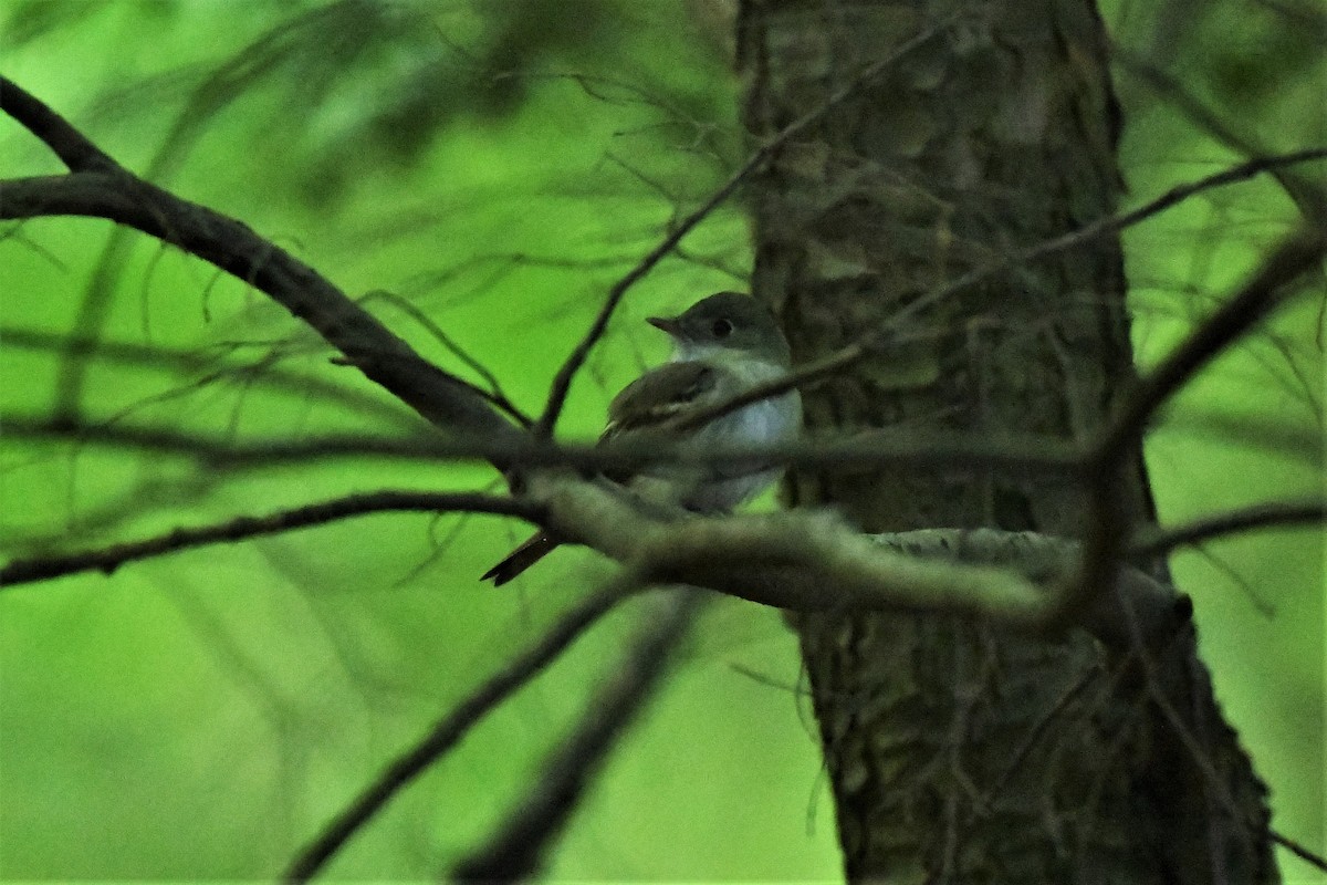 Acadian Flycatcher - Mark Miller