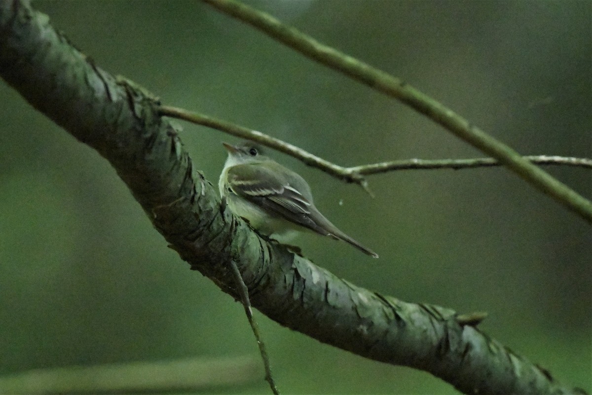 Acadian Flycatcher - Mark Miller