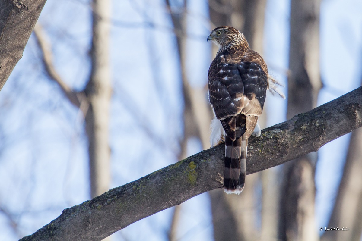 Cooper's Hawk - Louise Auclair