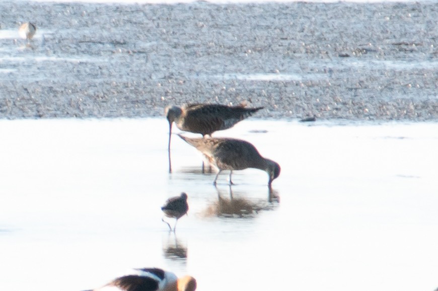 Hudsonian Godwit - Dawn S