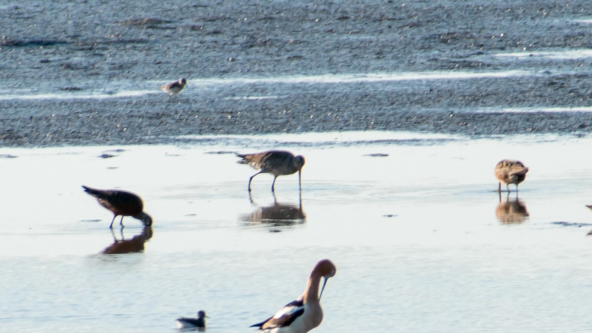 Hudsonian Godwit - Dawn S