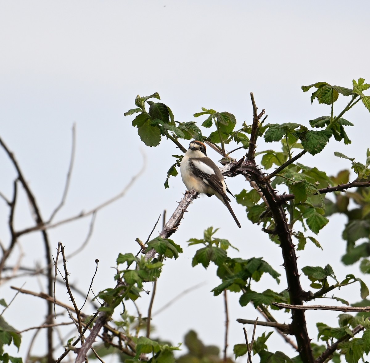 Woodchat Shrike - David Darrell-Lambert