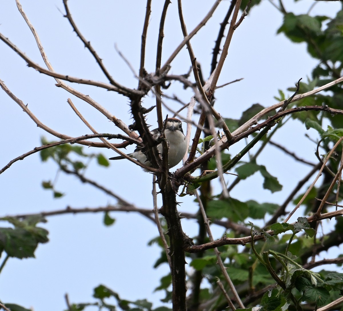 Woodchat Shrike - David Darrell-Lambert