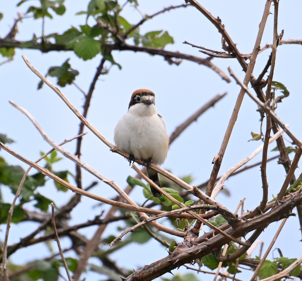 Woodchat Shrike - David Darrell-Lambert