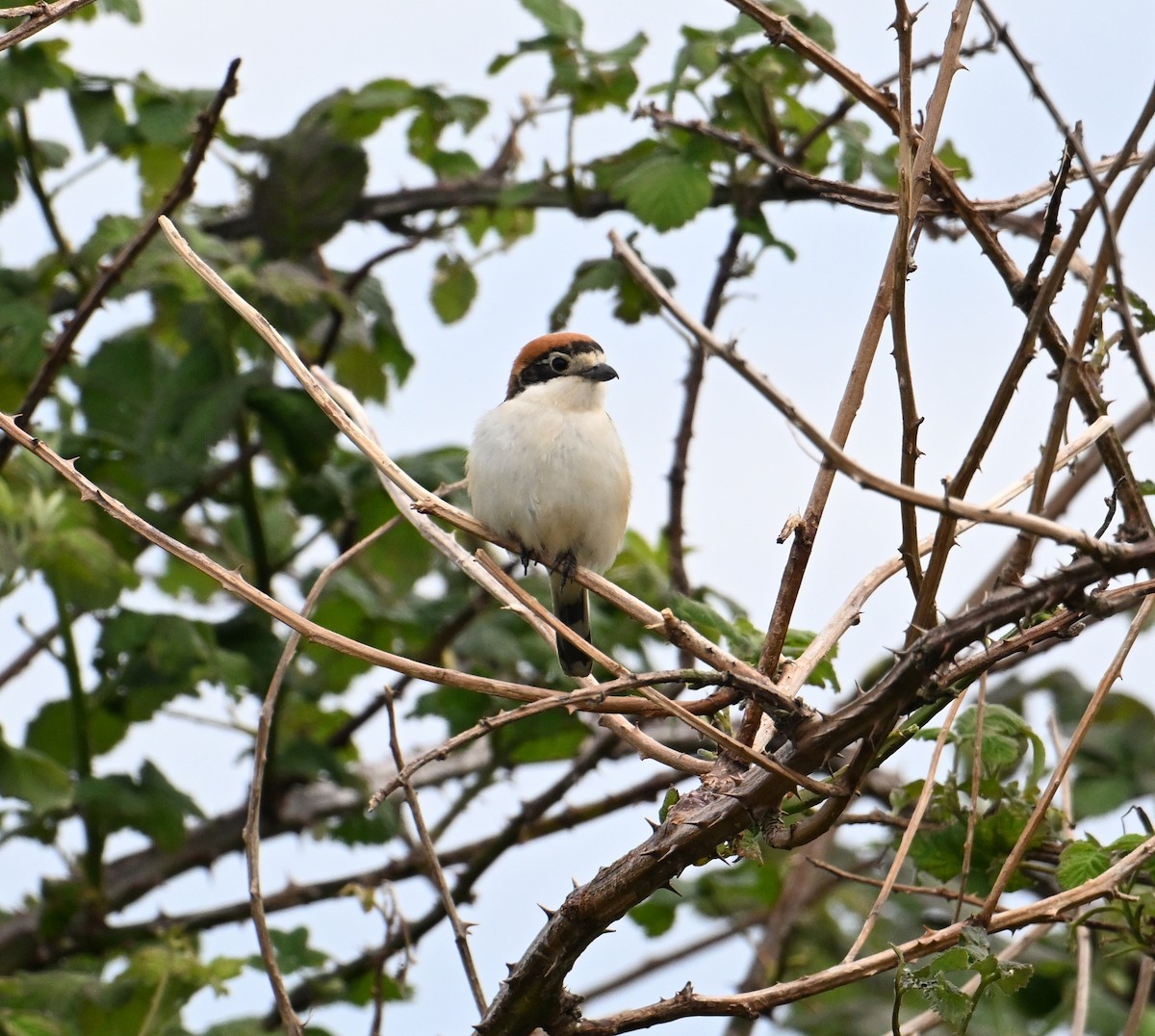 Woodchat Shrike - David Darrell-Lambert