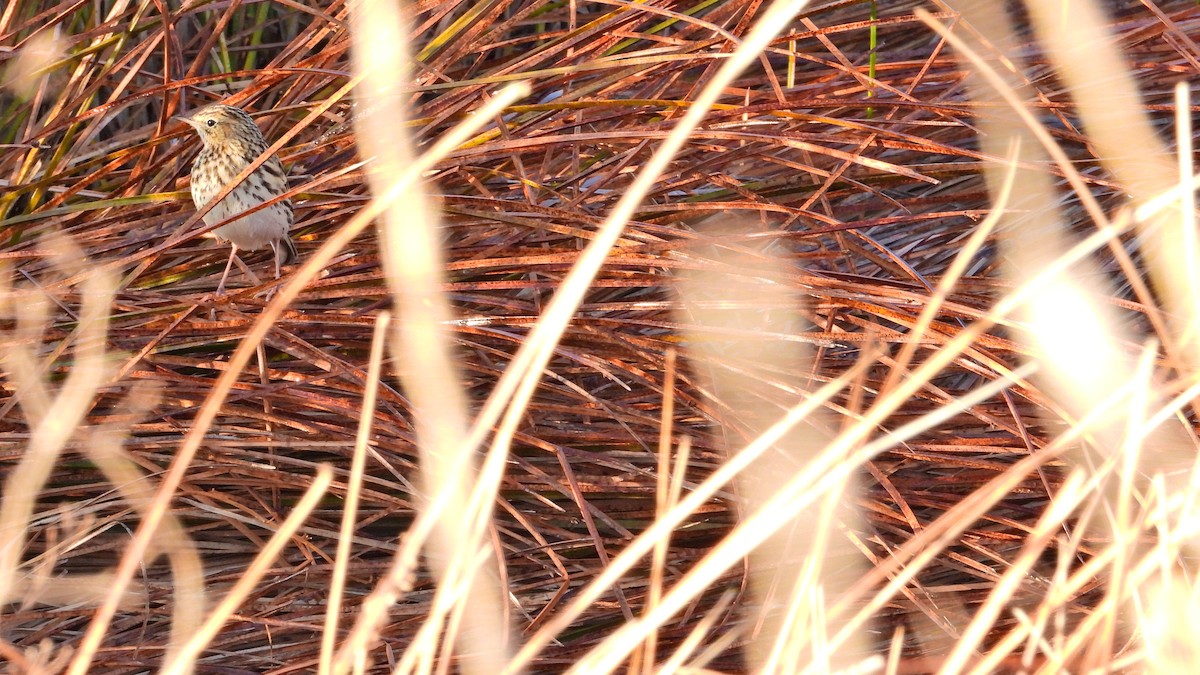 Correndera Pipit - Hugo Valderrey