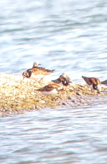 Ruddy Turnstone - Kurt Hennige