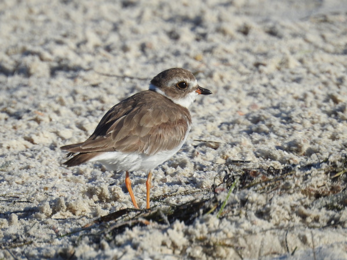 Semipalmated Plover - Wendy Meehan