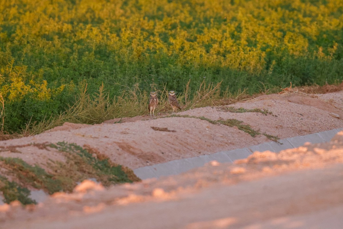 Burrowing Owl - Joey McCracken