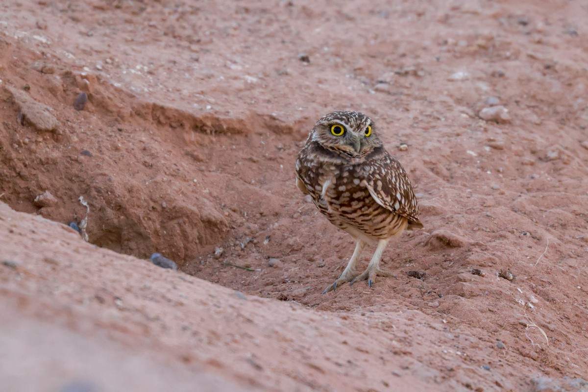 Burrowing Owl - Joey McCracken