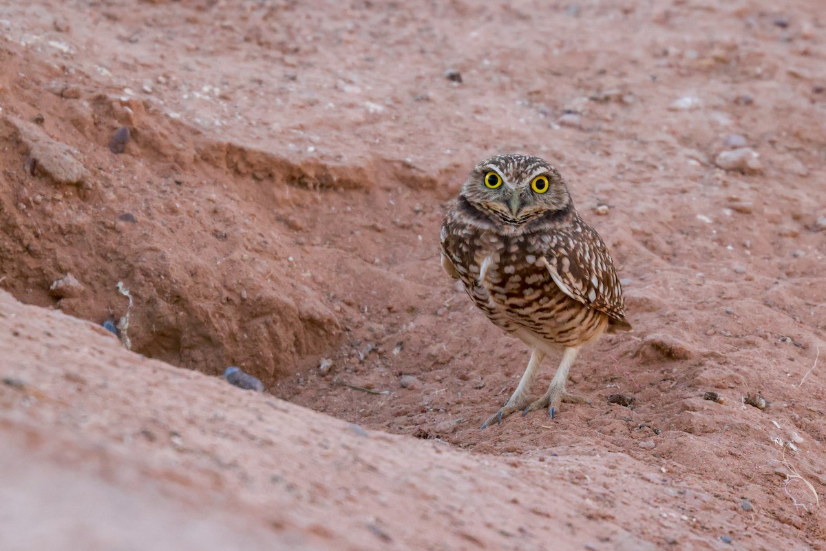 Burrowing Owl - Joey McCracken