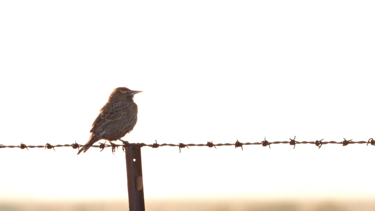 Long-tailed Meadowlark - Hugo Valderrey