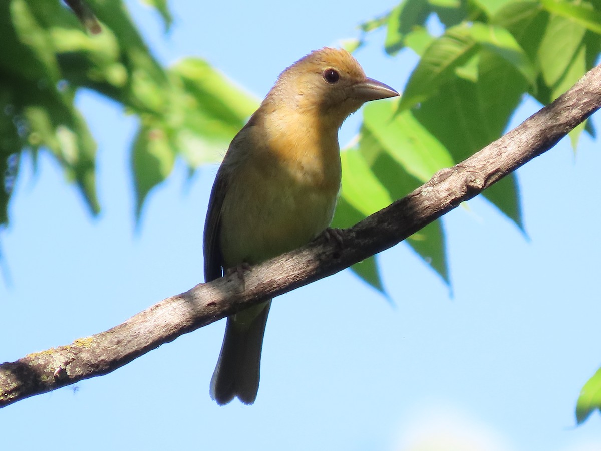 Summer Tanager - Dick Zerger