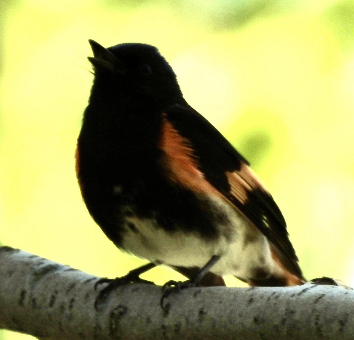 American Redstart - Laura Wilson