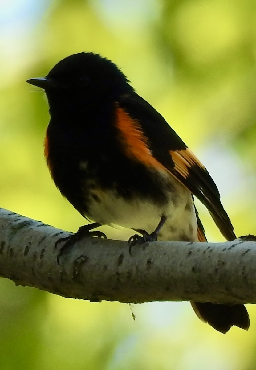 American Redstart - Laura Wilson