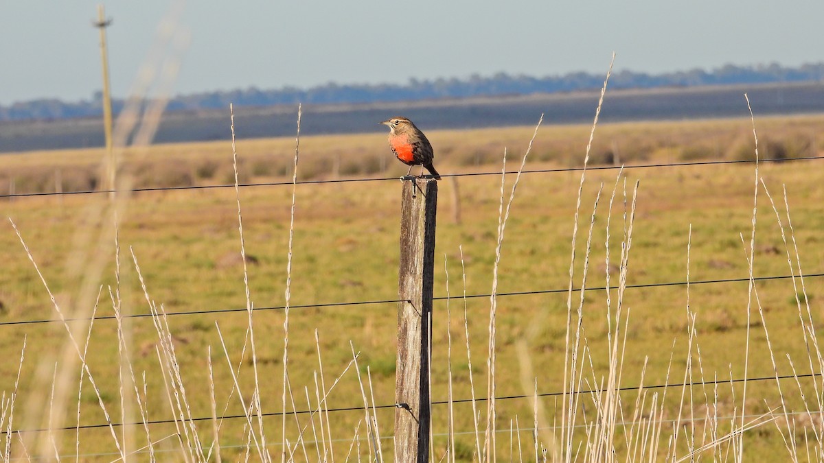 Long-tailed Meadowlark - Hugo Valderrey