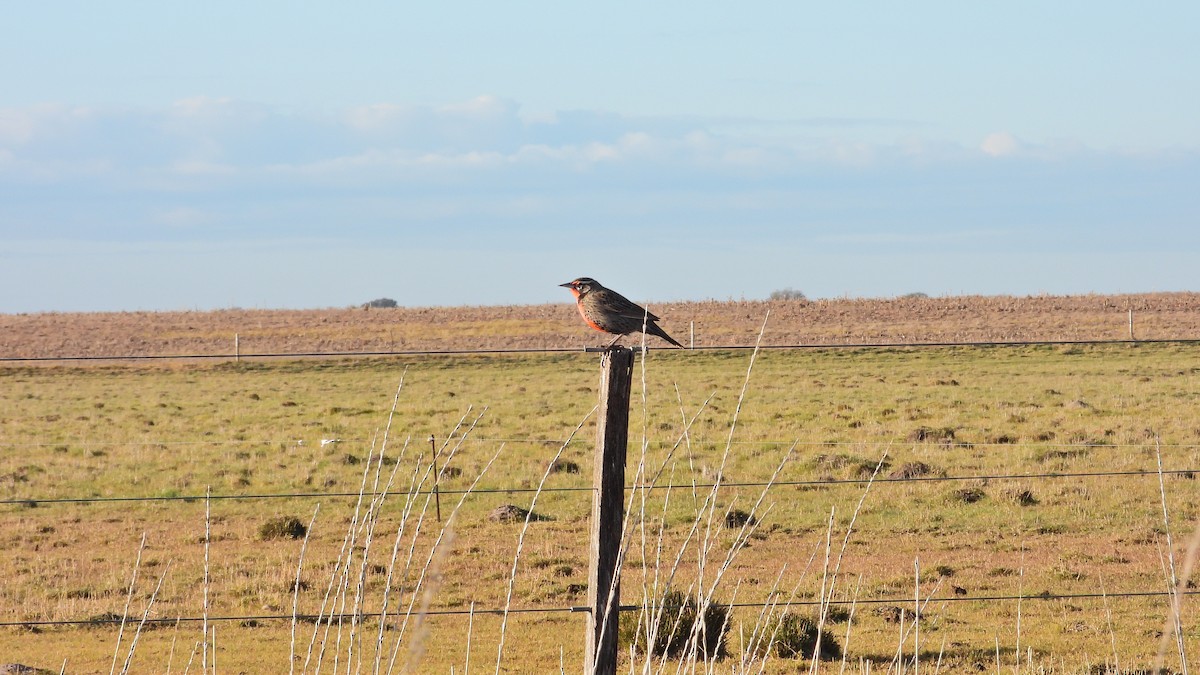 Long-tailed Meadowlark - Hugo Valderrey