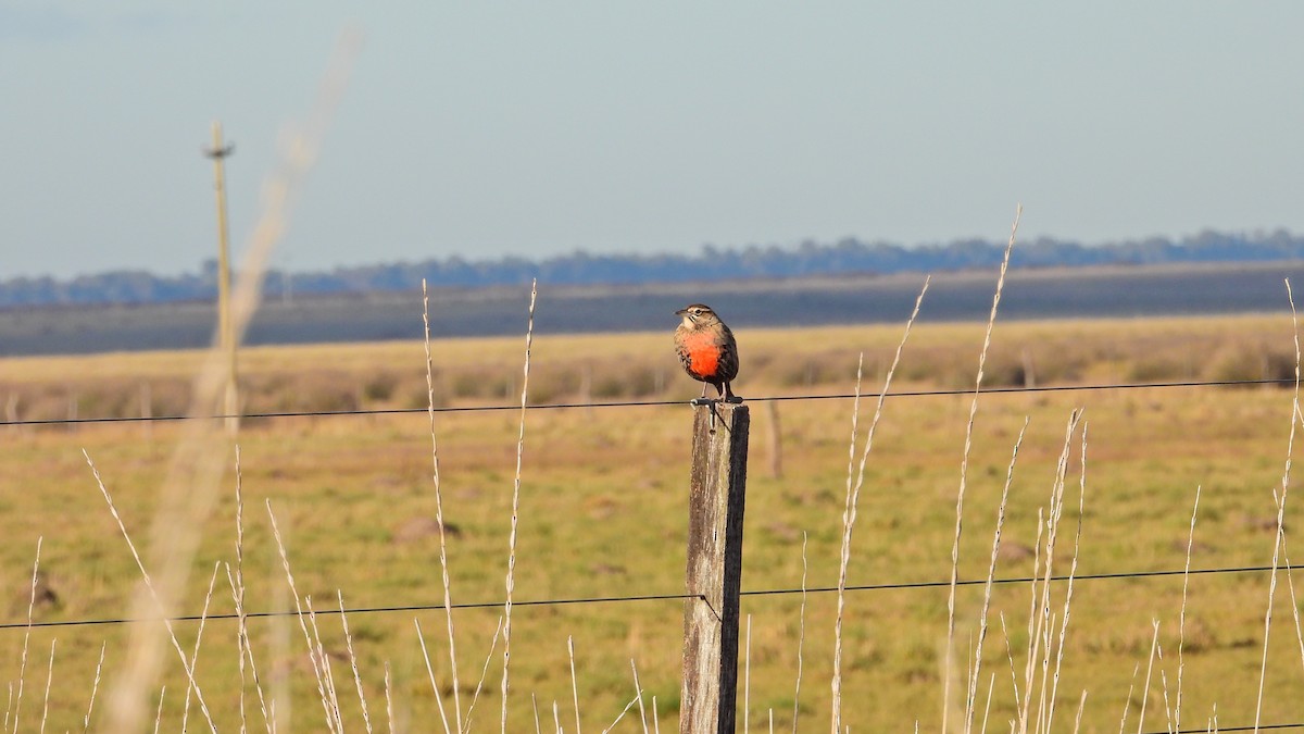 Long-tailed Meadowlark - Hugo Valderrey