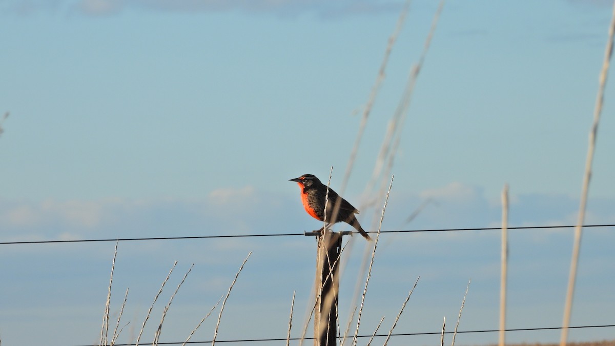 Long-tailed Meadowlark - Hugo Valderrey