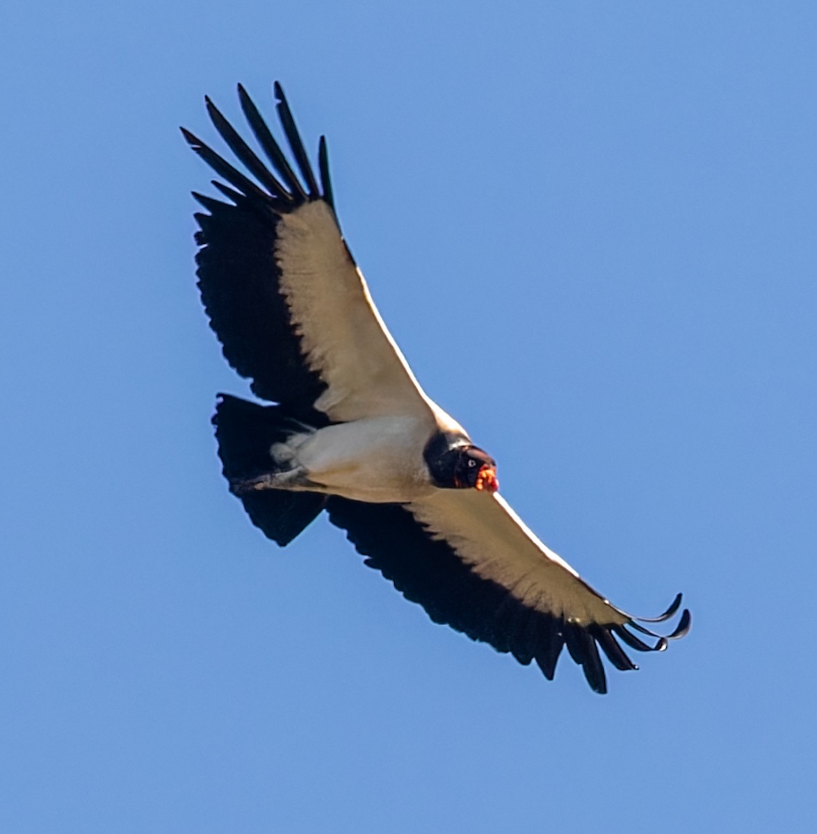 King Vulture - Fernanda Fernandex