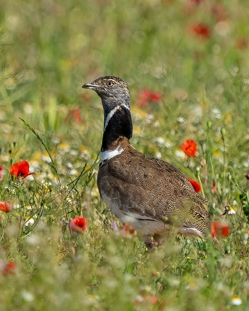 Little Bustard - Mireia Torras