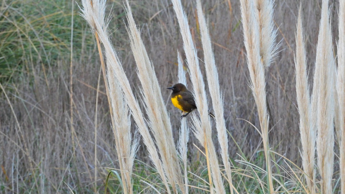 Brown-and-yellow Marshbird - Hugo Valderrey