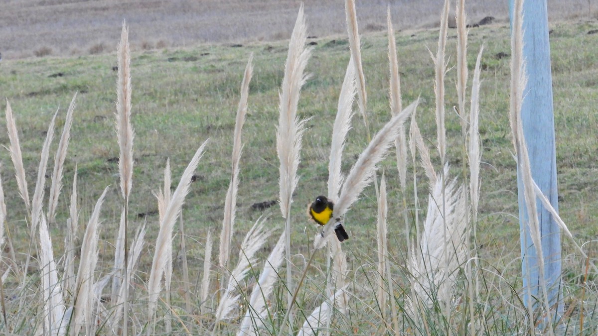 Brown-and-yellow Marshbird - Hugo Valderrey