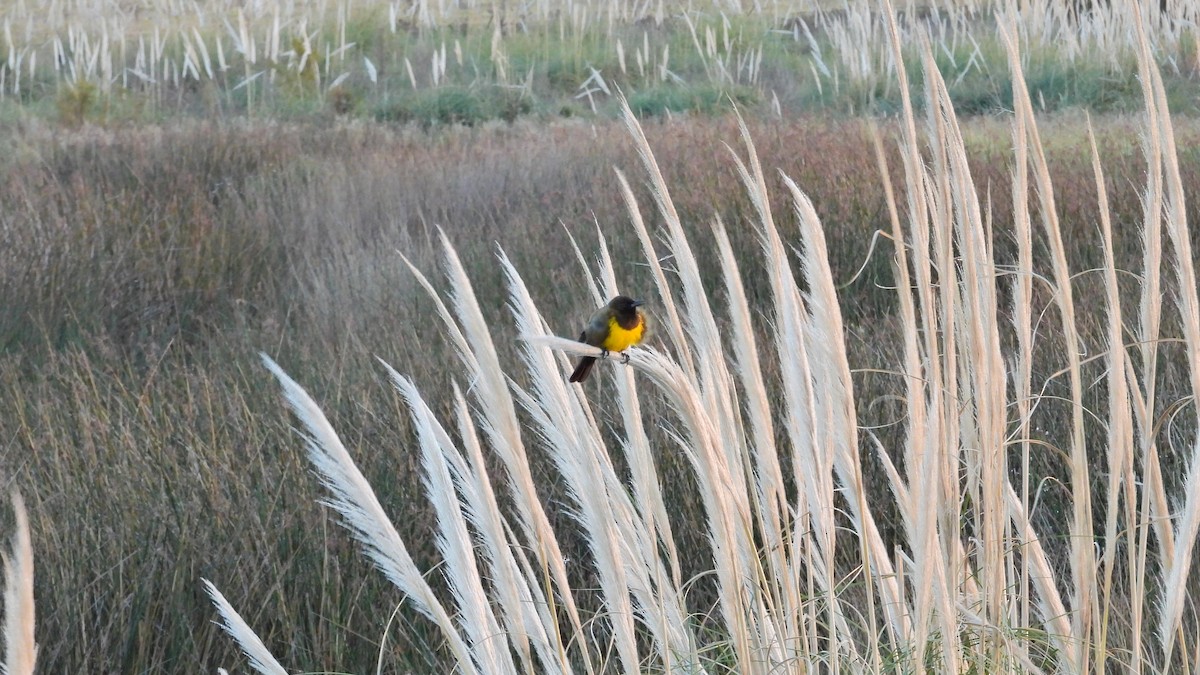 Brown-and-yellow Marshbird - Hugo Valderrey