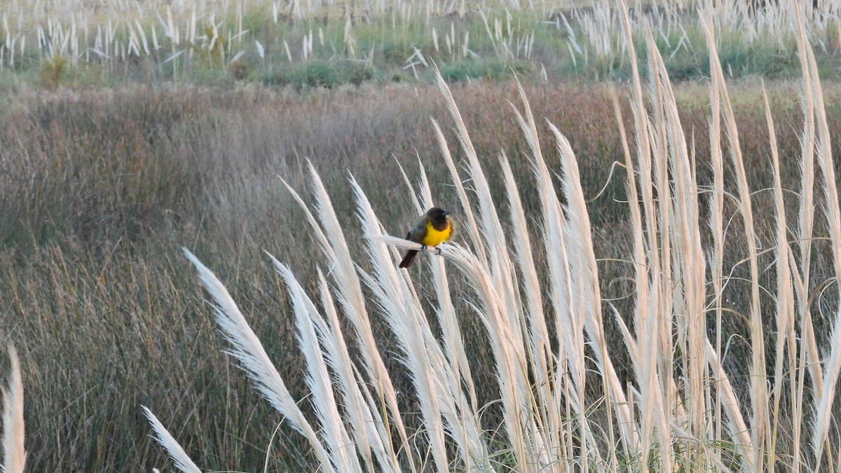 Tordo Pechiamarillo - ML619496375