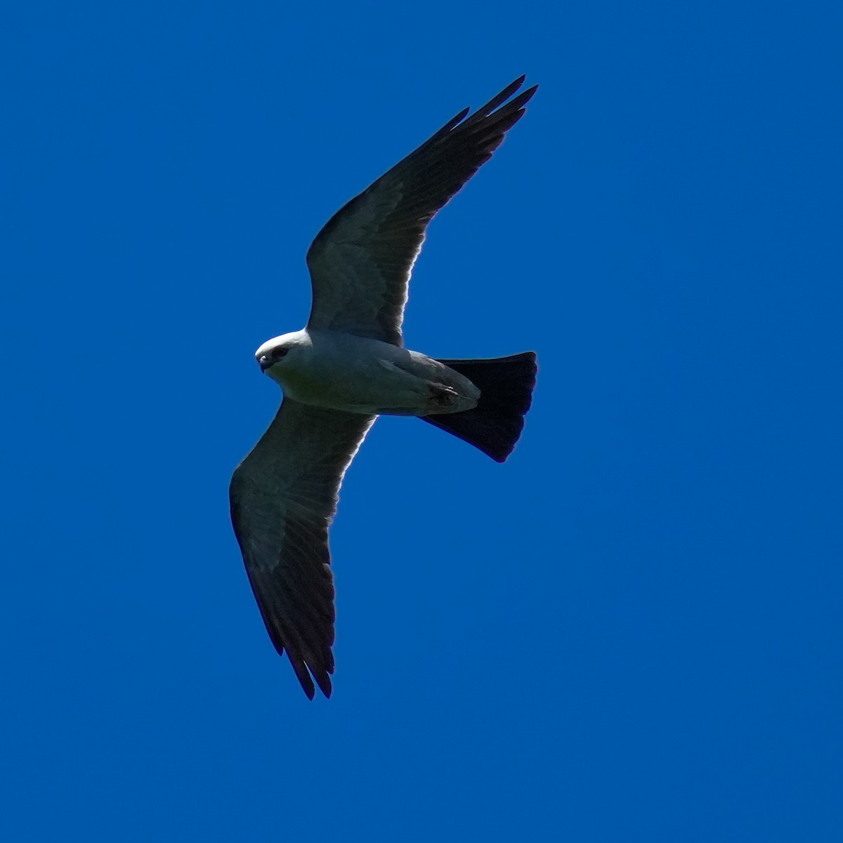 Mississippi Kite - TJ Byrd