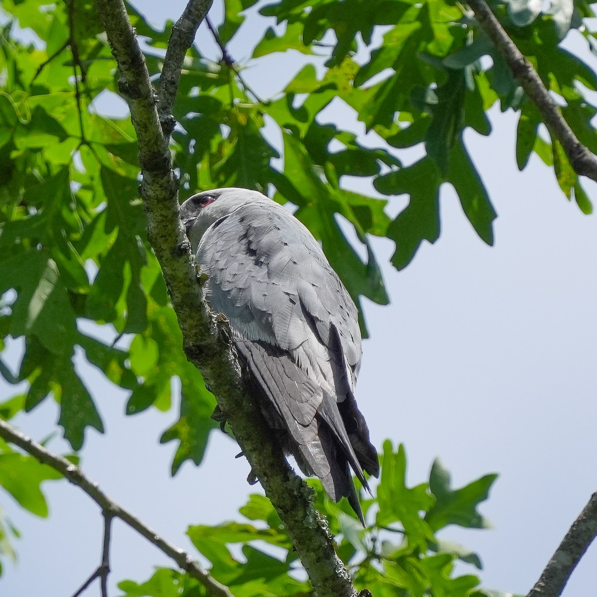 Mississippi Kite - TJ Byrd