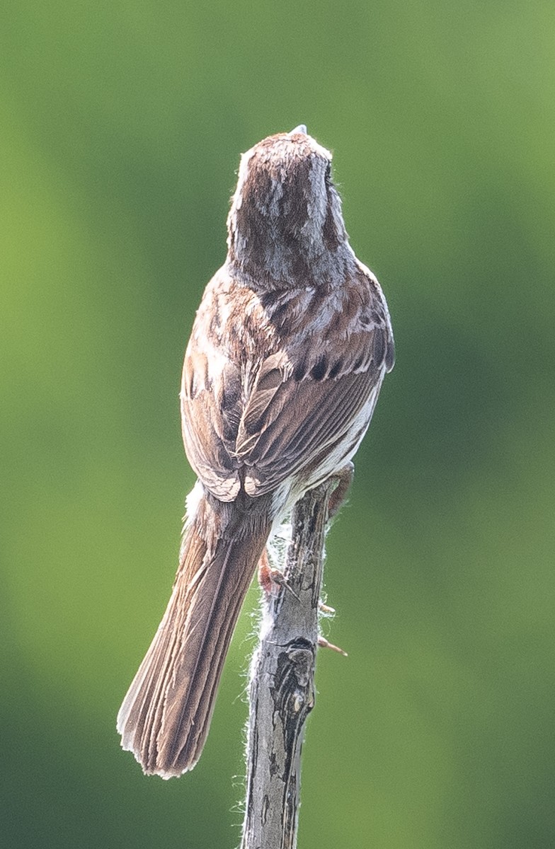 Song Sparrow - Lynn Chapman