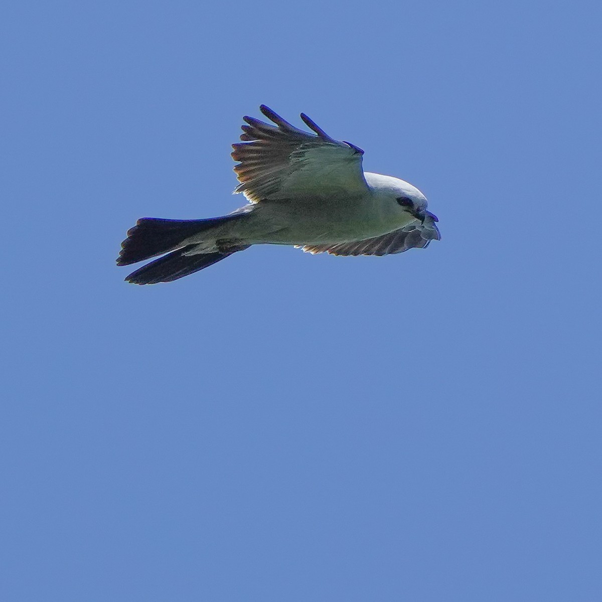 Mississippi Kite - ML619496389