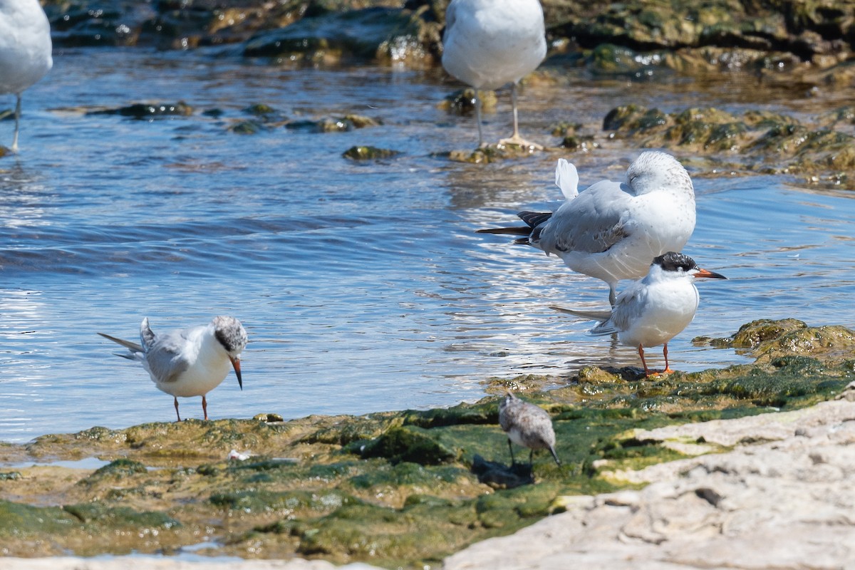 Forster's Tern - Annette McClellan