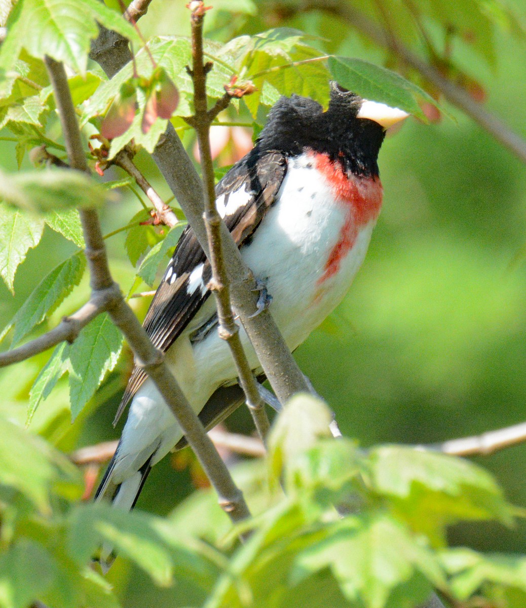 Rose-breasted Grosbeak - ML619496393